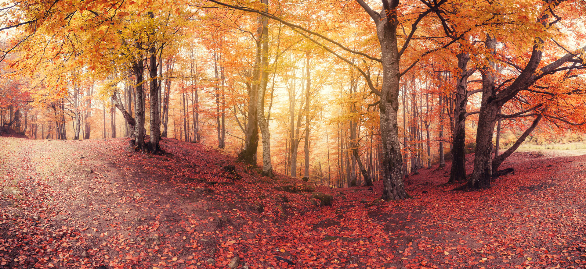 autumn forest