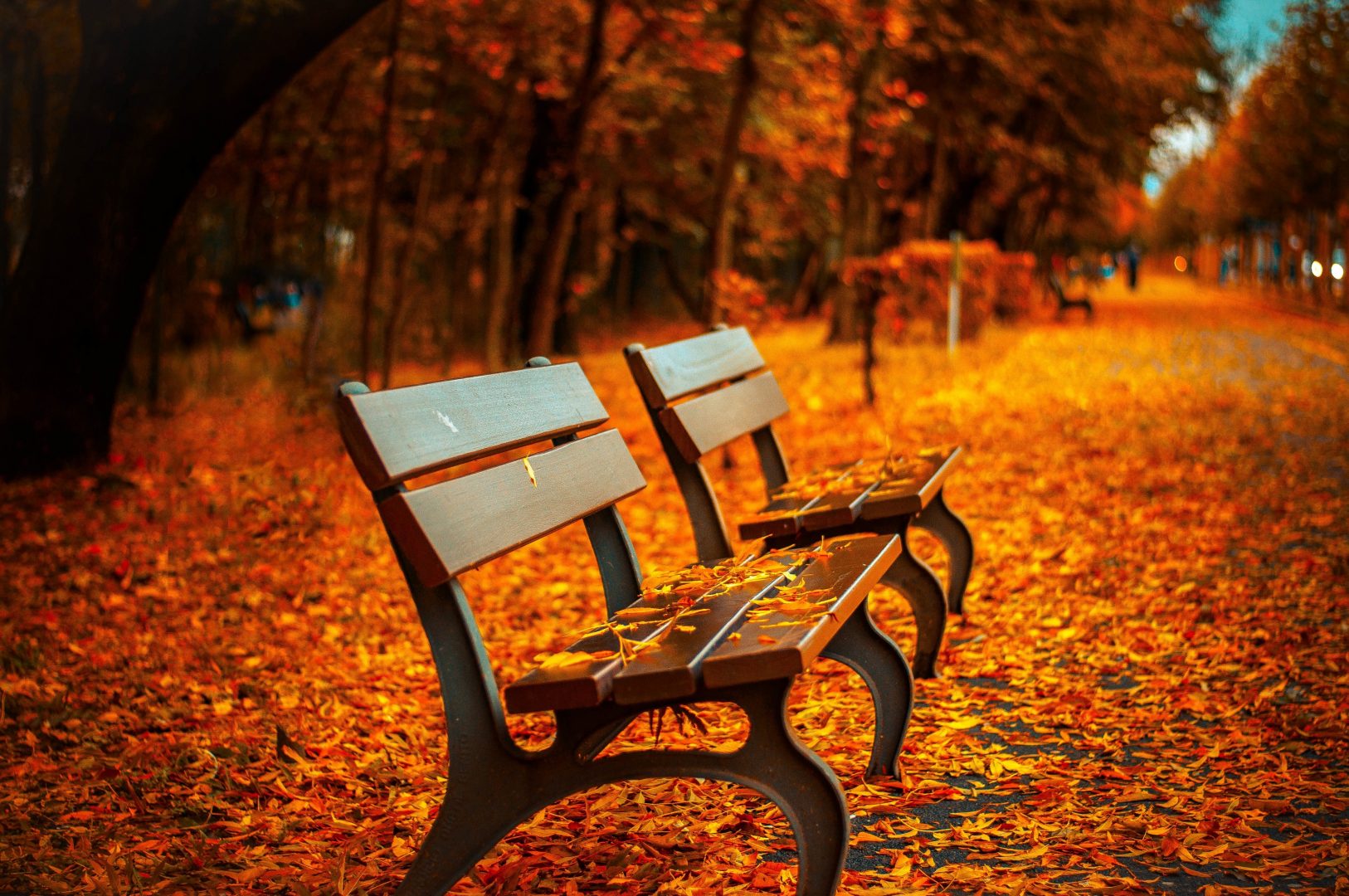 Park benches on the side of a walkway covered in autumn leaves
