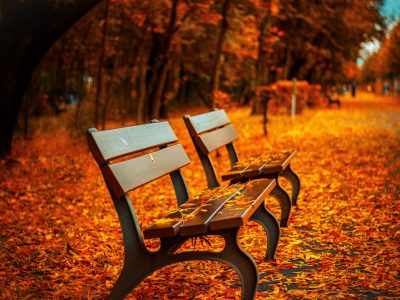 Park benches on the side of a walkway covered in autumn leaves